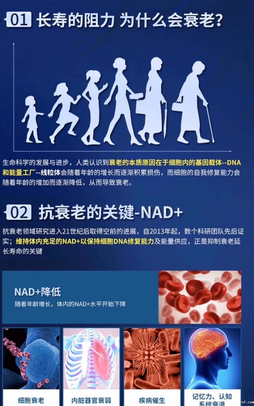 开云体育新人生物 01长寿的阻力 为什么会衰老?02 抗衰老的关键-NAD+
