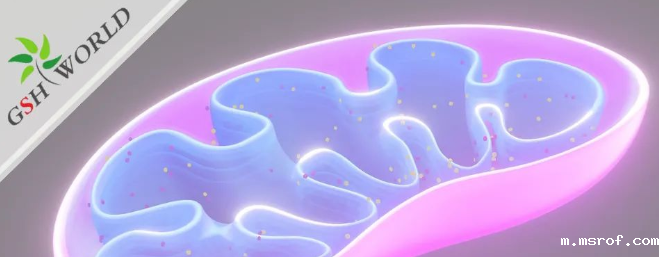 ATP——维持生命的能量基础