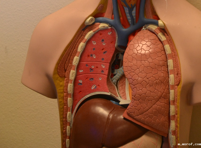 开云体育新人生物 开云体育新人生物