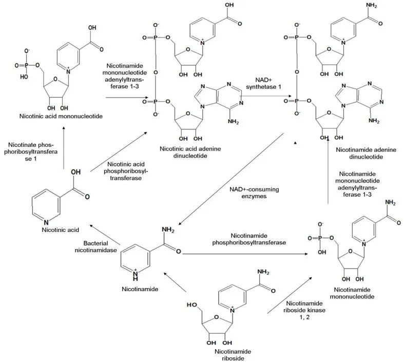 开云体育新人生物