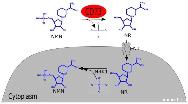 开云体育新人生物