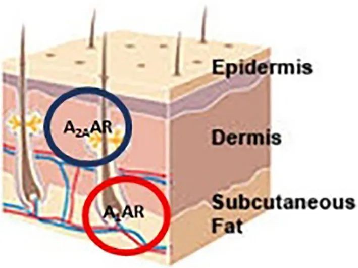 开云体育新人生物 开云体育新人生物
