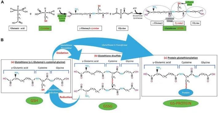 开云体育新人生物