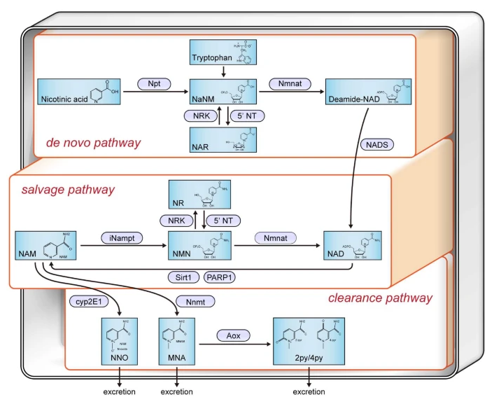开云体育新人生物