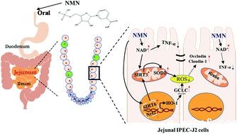 开云体育新人生物