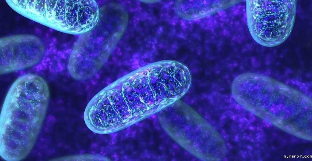 开云体育新人生物 开云体育新人生物