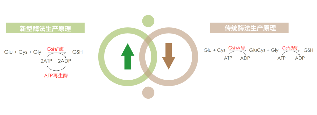 开云体育新人生物