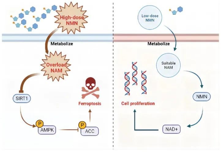 开云体育新人生物