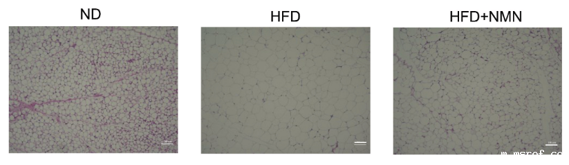 开云体育新人生物