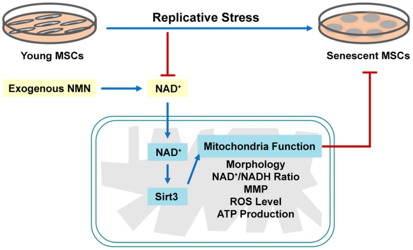 开云体育新人生物 开云体育新人生物