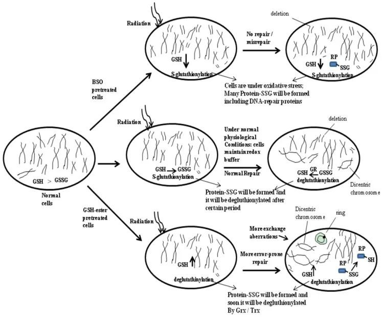 开云体育新人生物 图片