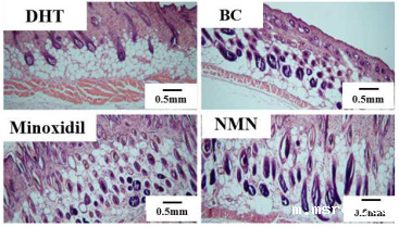 开云体育新人生物 开云体育新人生物
