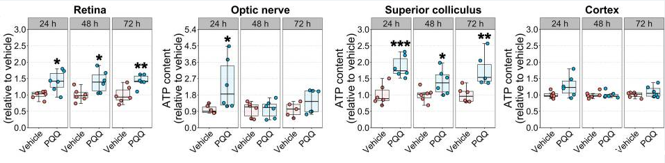 开云体育新人生物 PQQ给药对体内视觉系统组织ATP水平的影响