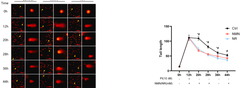 开云体育新人生物 NMN and NR promote the repair of cisplatin-treated DNA damage