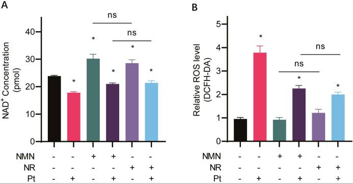 开云体育新人生物 NMN and NR increase intracellular NAD + levels and decrease ROS levels in cisplatin-treated cells