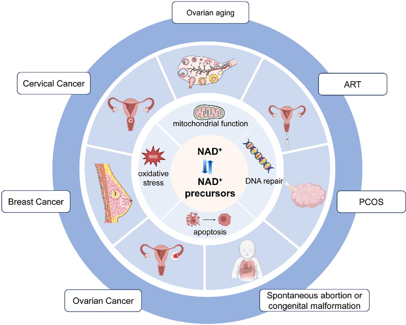 开云体育新人生物 NAD+水平在卵巢和子宫等生殖器官中降低