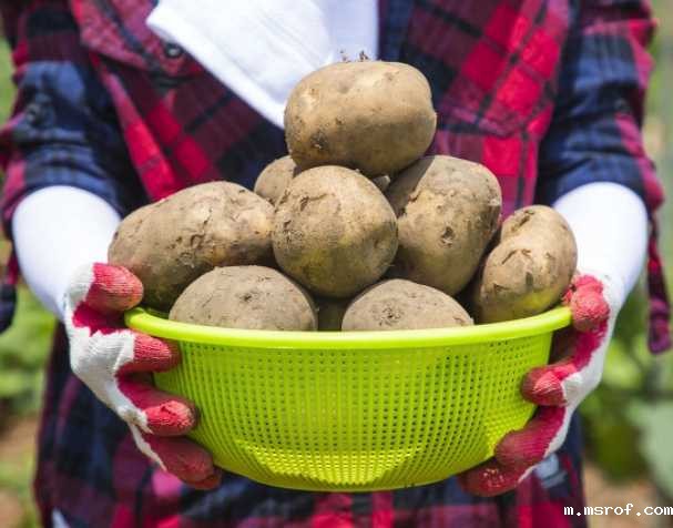 开云体育新人生物 氧化型谷胱甘肽功能与作用