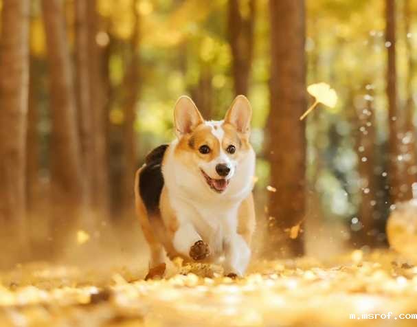 PQQ：改善认知与运动能力