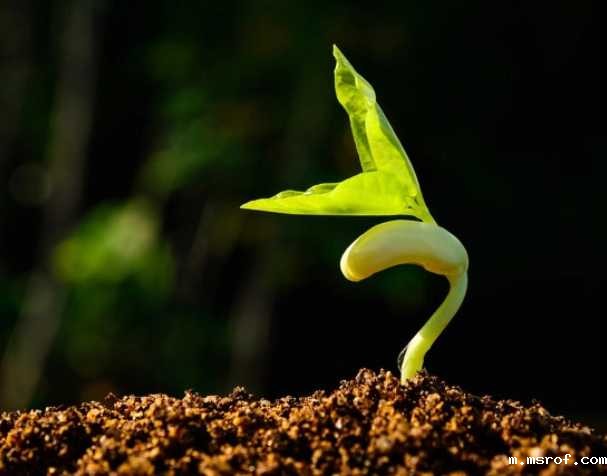 缓解多种非生物胁迫 缓解多种非生物胁迫