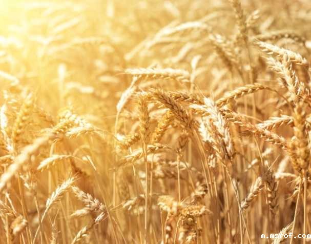 谷胱甘肽在多种非生物胁迫中的作用 谷胱甘肽在多种非生物胁迫中的作用