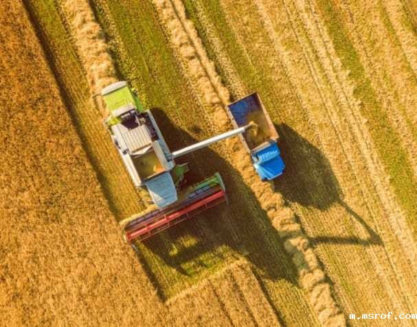 谷胱甘肽在多种非生物胁迫中的作用 谷胱甘肽在多种非生物胁迫中的作用