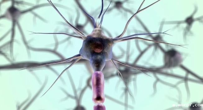 多靶点协同的调控网络