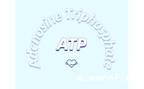 ATP对运动的作用：从力量到心脏