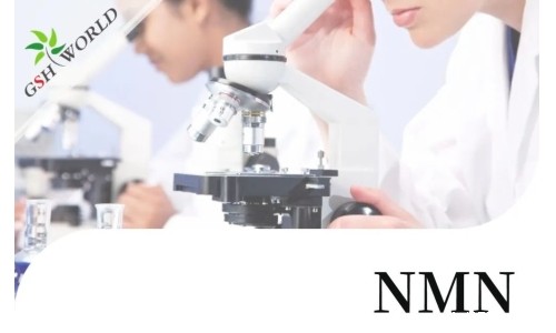 行业关注 - 最新研究长期补充NMN可改善血管健康