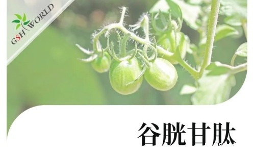 行业关注 - 谷胱甘肽可提高茄属茄品种低温胁迫的耐受性