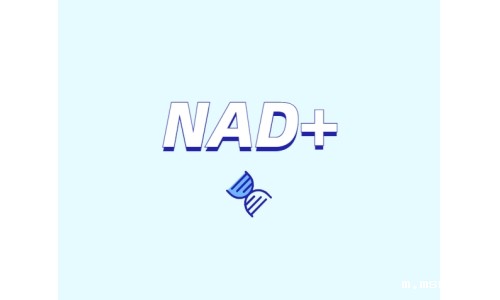 关于NAD+需要了解什么？